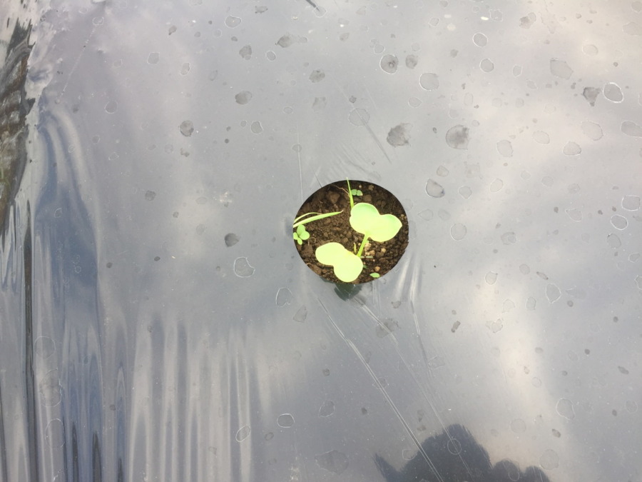 【祝】だいこん発芽！