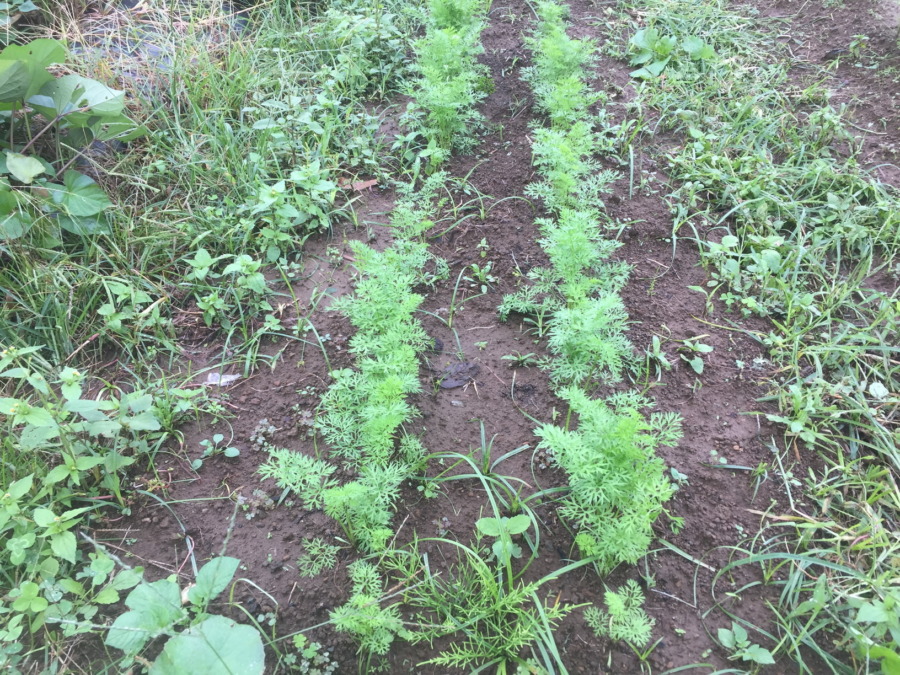 【フォト】にんじんの様子。