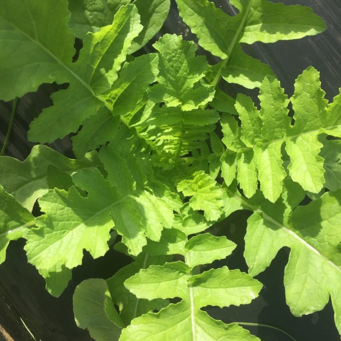 上から見ると、美しい幾何学模様の世界。