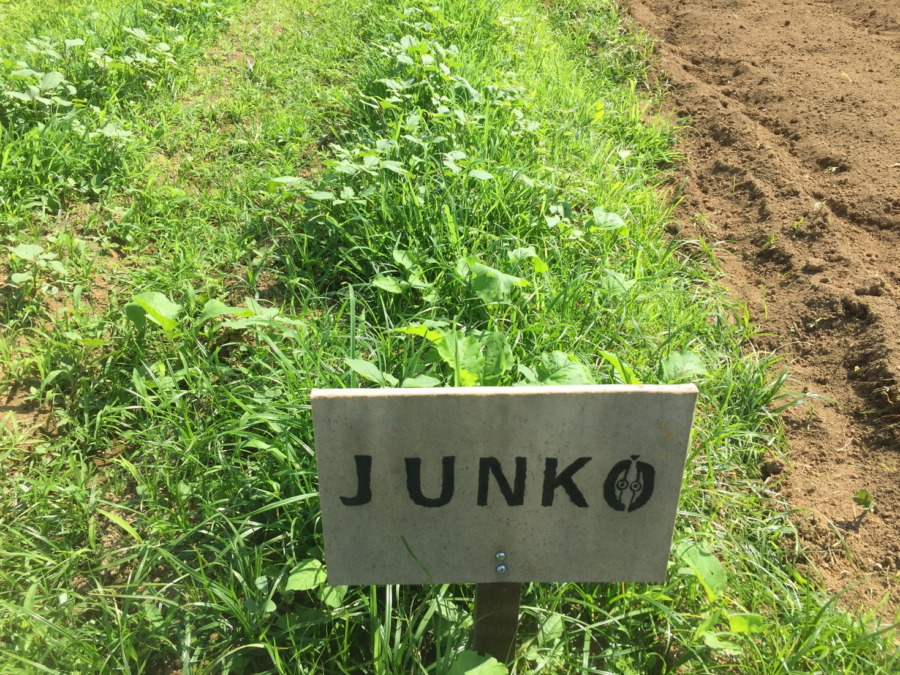 【フォト】にんじんの様子。