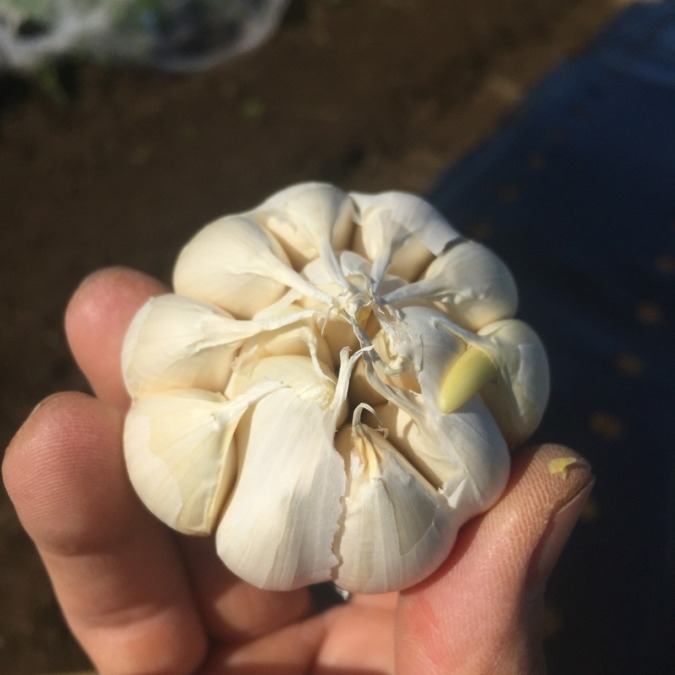 にんにくの植え付け。今回はなんともBIGな、、、