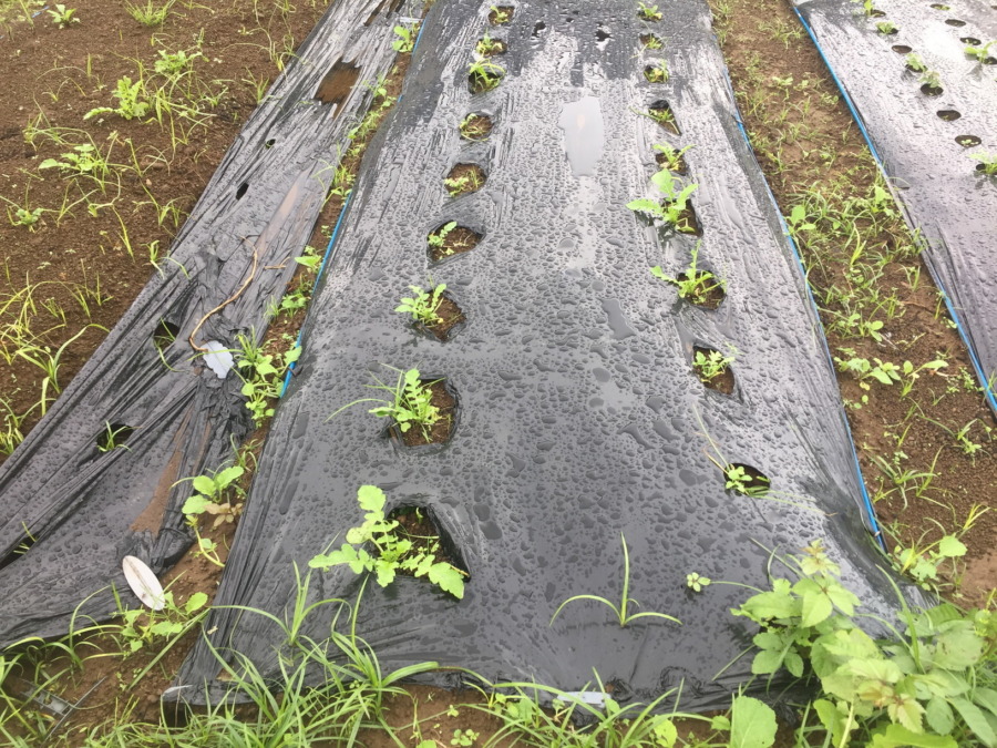 【フォト】だいこんの様子。