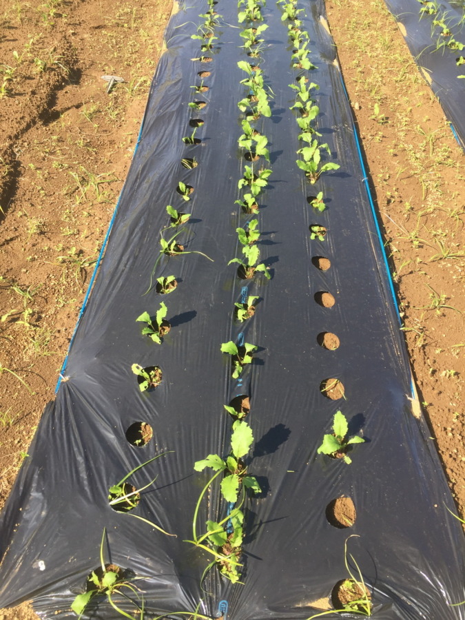 【フォト】あやめ雪の様子。