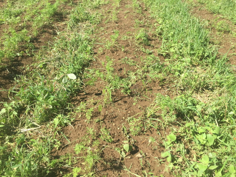 【フォト】台風一過のにんじんの様子。