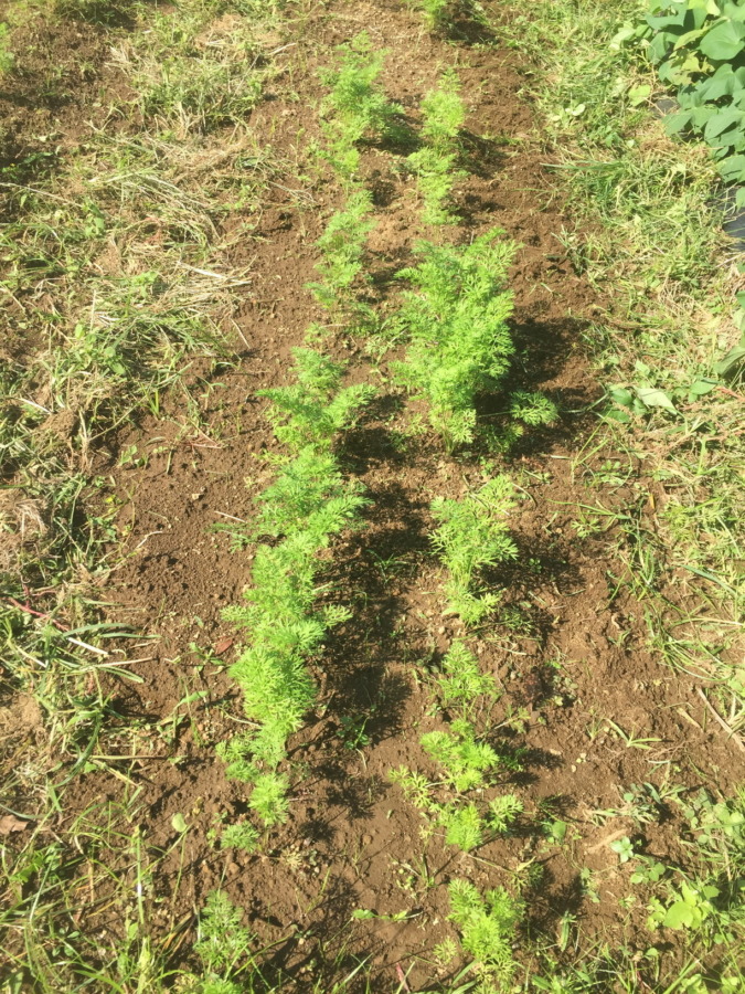 【フォト】にんじんの様子。