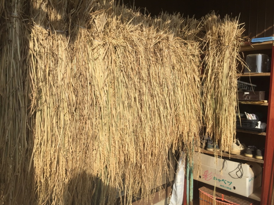 おこめです。2019シーズンの最終章へ。