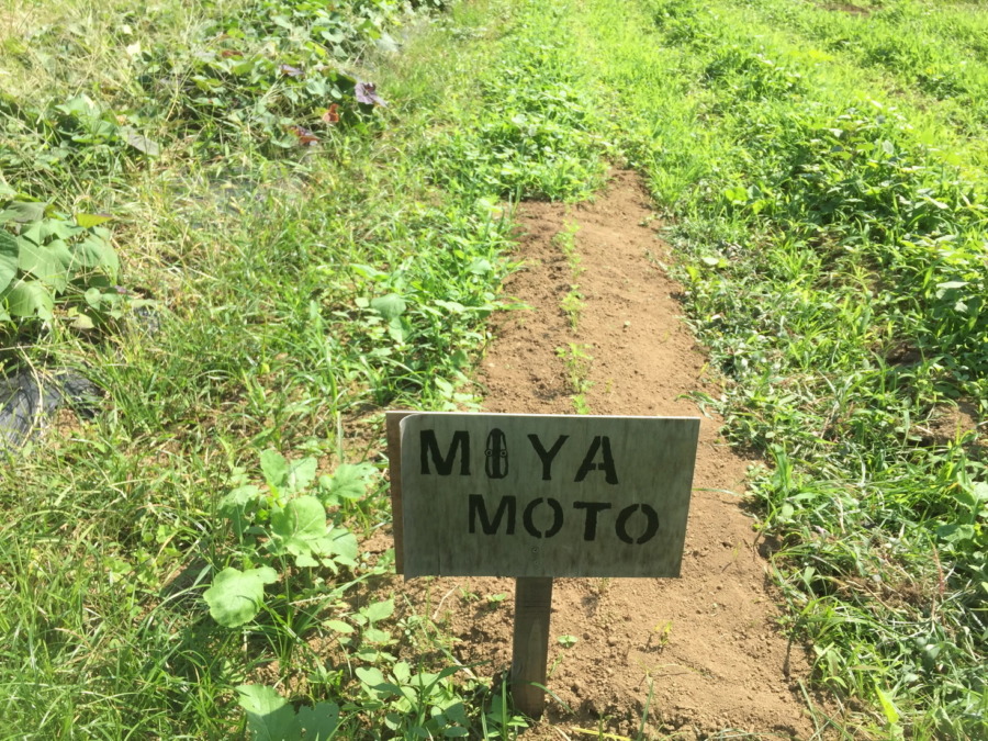 【フォト】にんじんの様子。