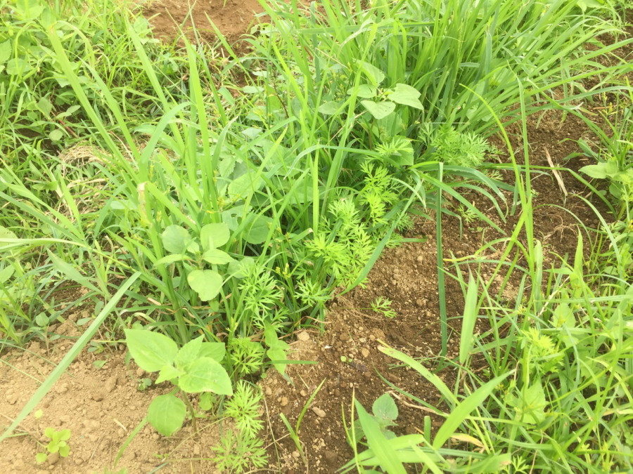 【除草道半ば】にんじんの様子。