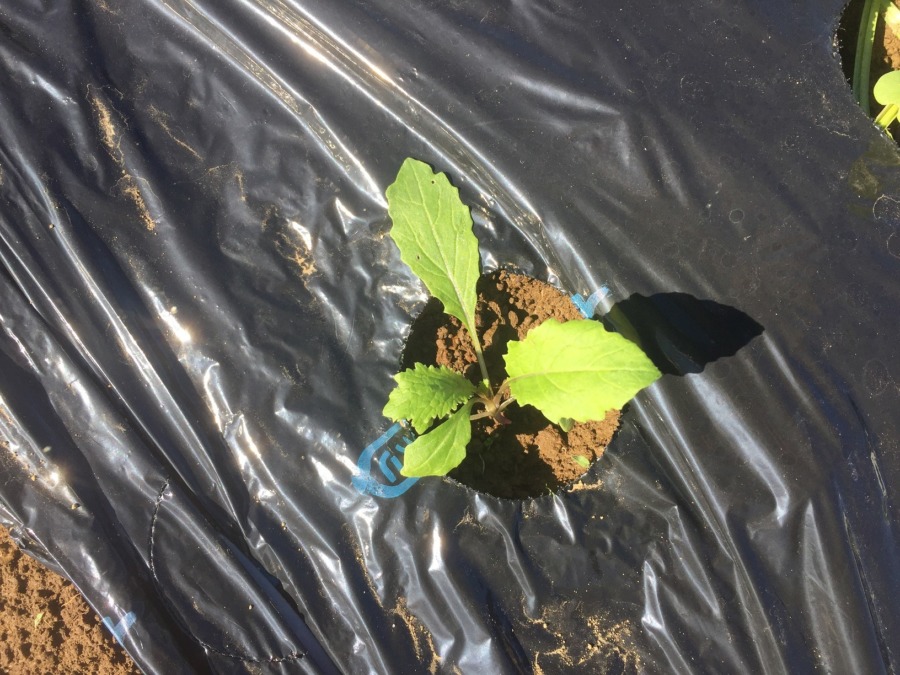 あやめ雪の今。台風＆長雨で溶けちゃったところも。