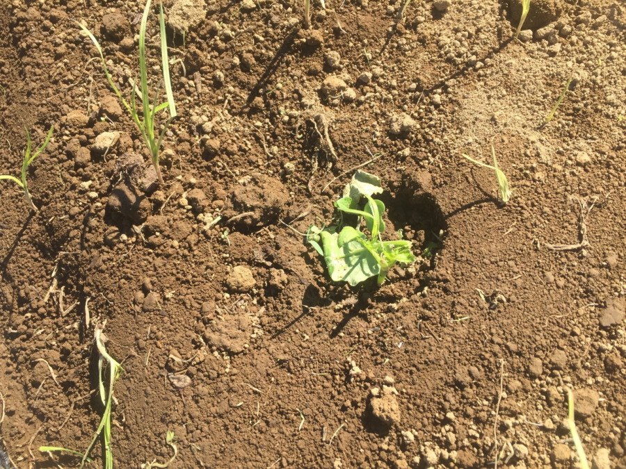 【フォト】台風一過のだいこんの様子。