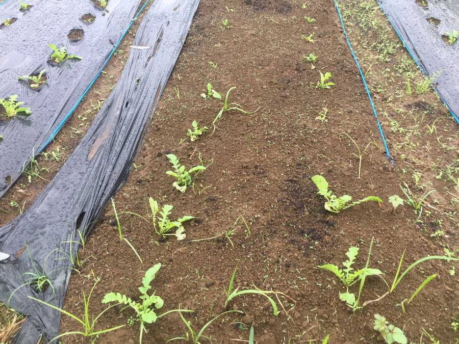 【フォト】だいこんの様子。