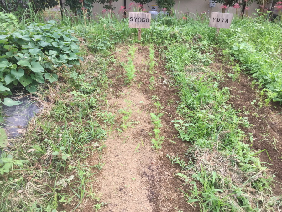 【除草完了】にんじんの様子。