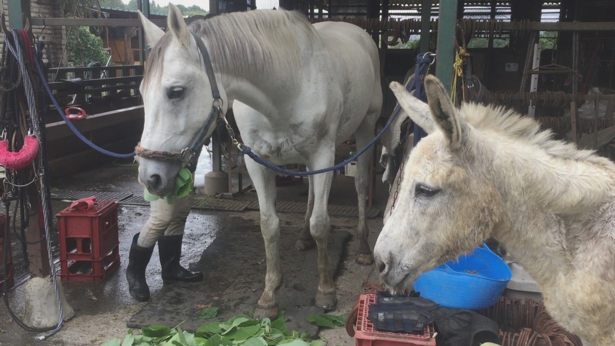 【泣】ネルさんや、葦毛のよしみは。。。