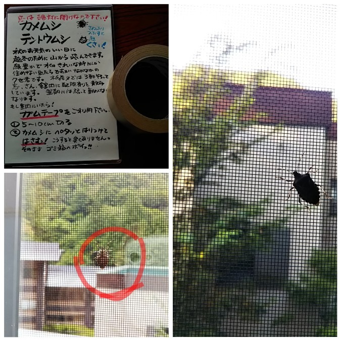 前略、かめむし様