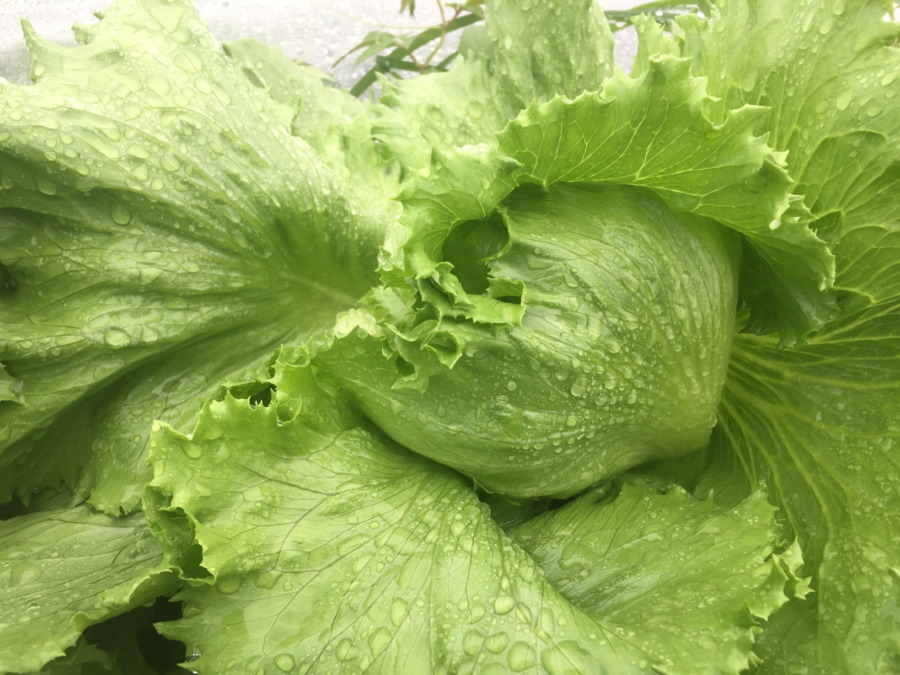 台風も乗り越え、玉も日々大きくなっています。