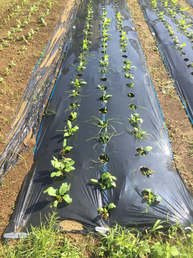 【フォト】こかぶの様子。