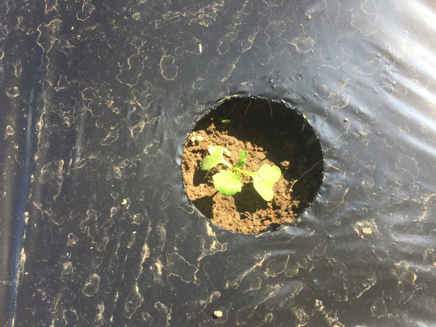 【フォト】台風一過後のこかぶの様子。