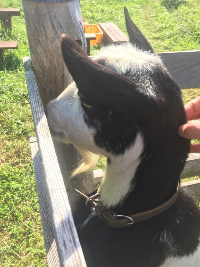 【やぎの発情とは】わたし、やぎ子の場合。