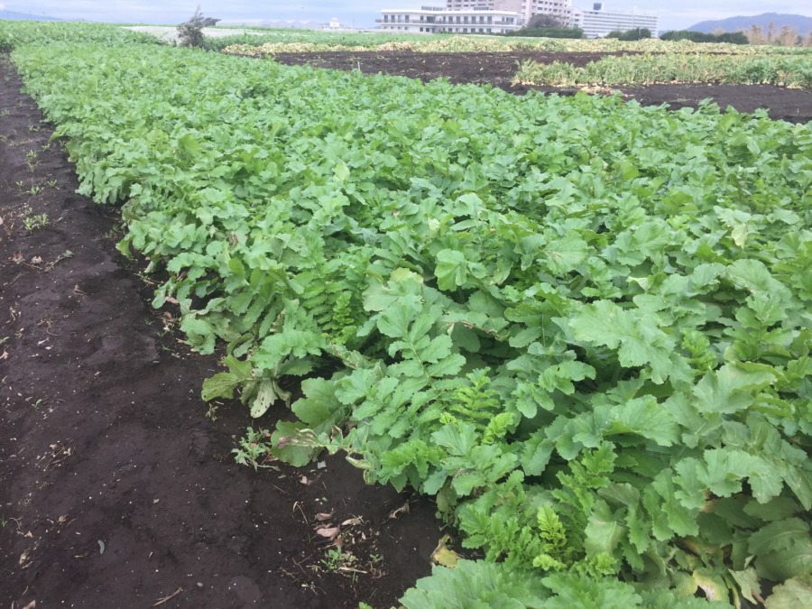 【Oh…】みうらの大根です。場所によってはなかなか厳しいことに。