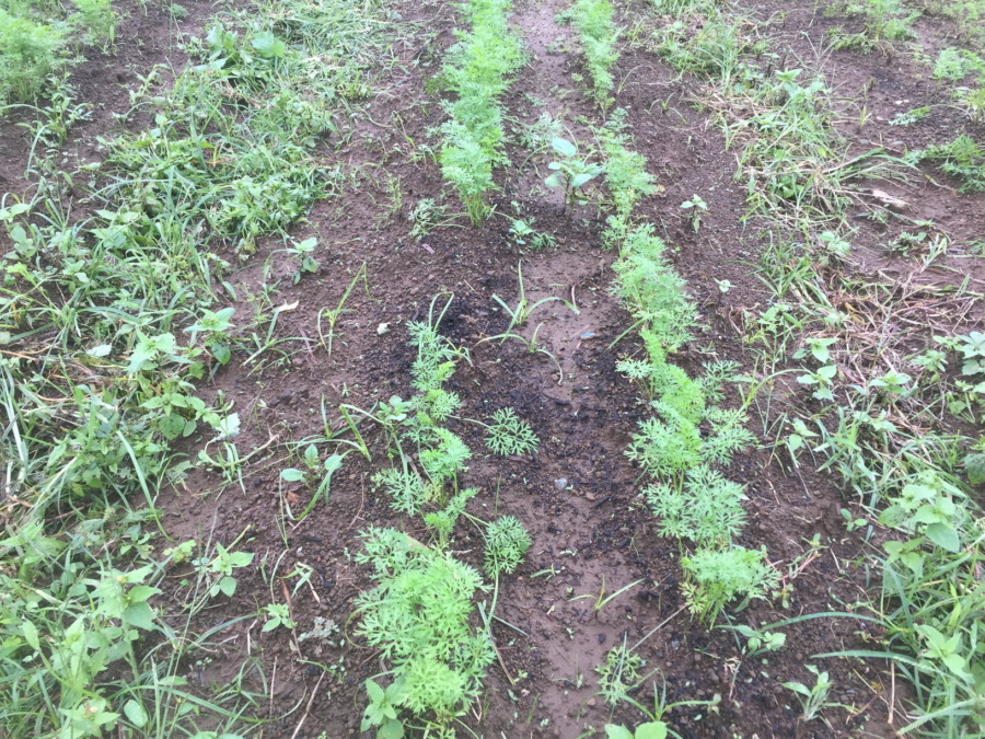 【フォト】にんじんの様子。