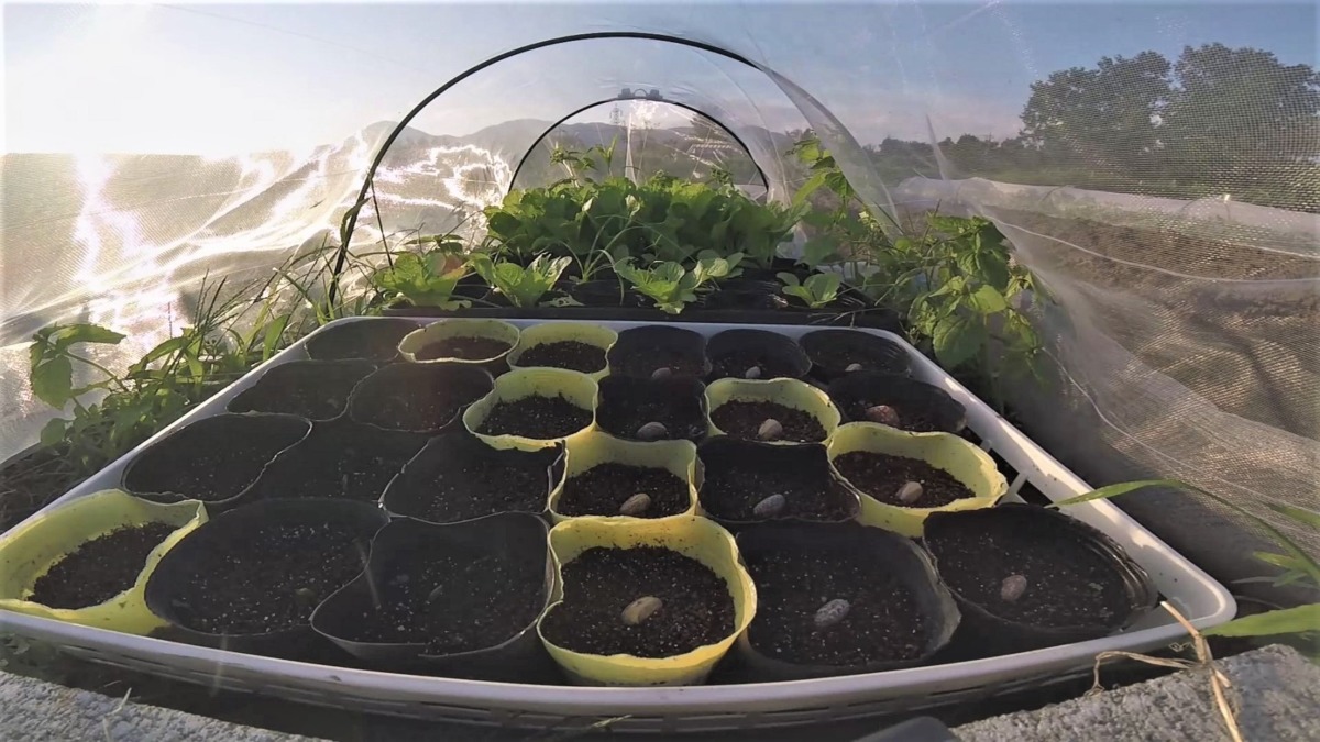 【タイムラプス♬】えんどう豆の発芽。