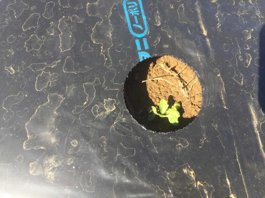 【フォト】台風一過のこかぶの様子。