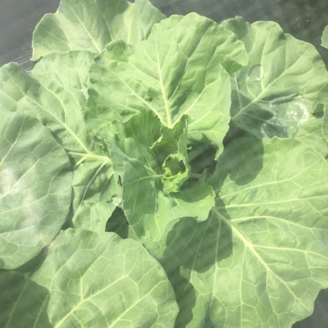 絶好調きゃべつ。