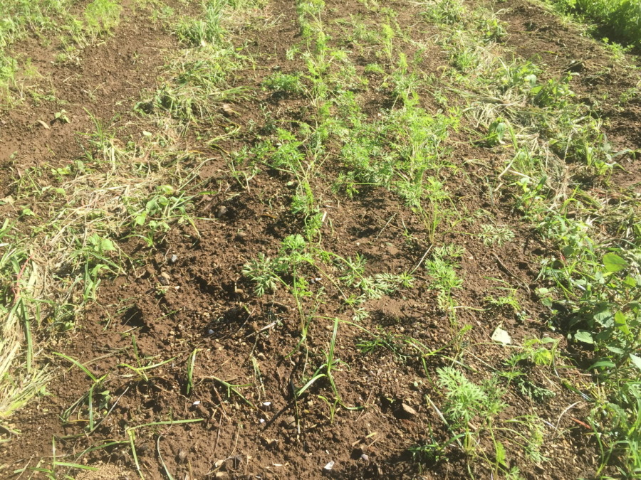【フォト】台風一過のにんじんの様子。