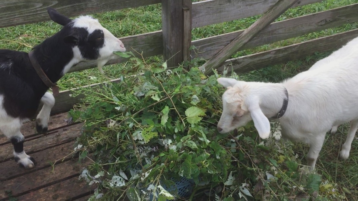 【閲覧注意でもお待ちかね💩】やぎのうんちのリモート観察。二日目。