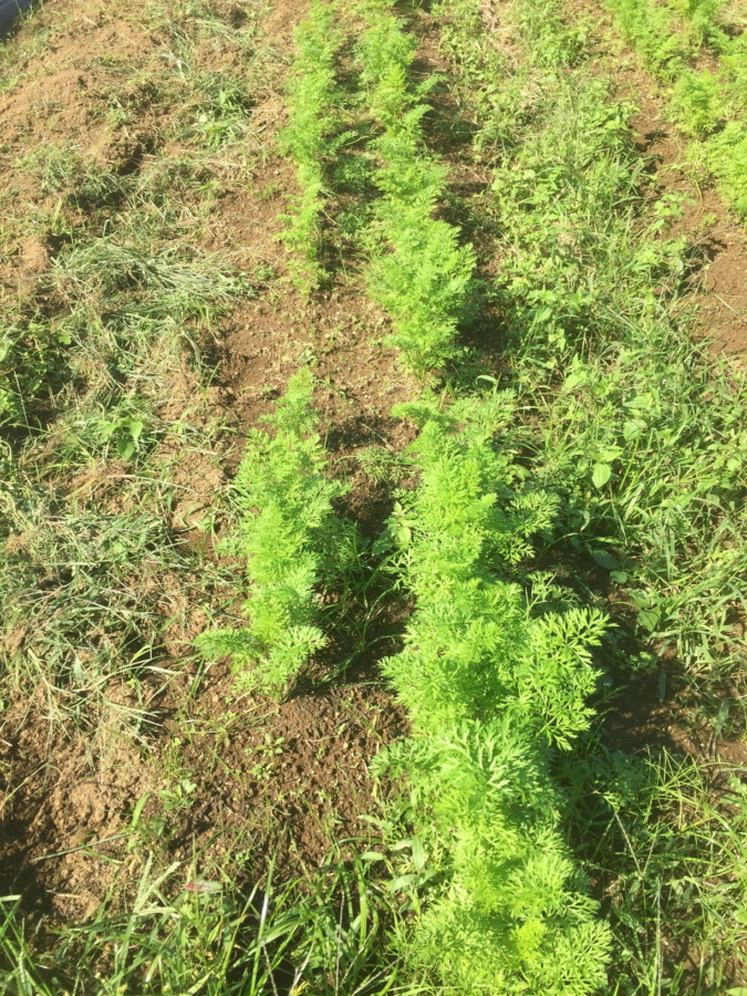 【フォト】にんじんの様子。