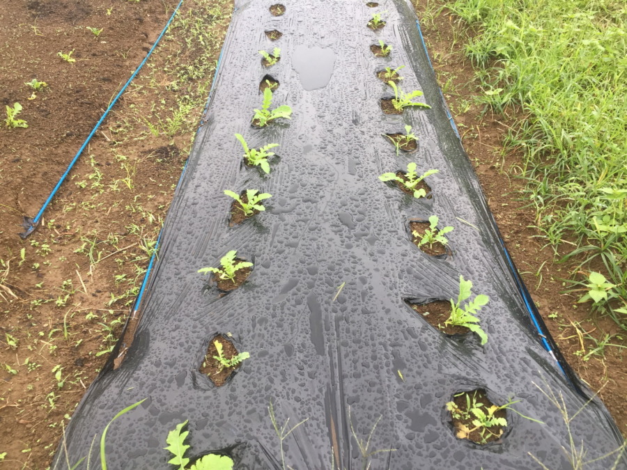 【フォト】だいこんの様子。