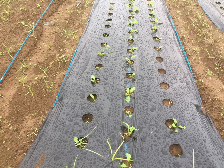 【フォト】あやめ雪のいま。