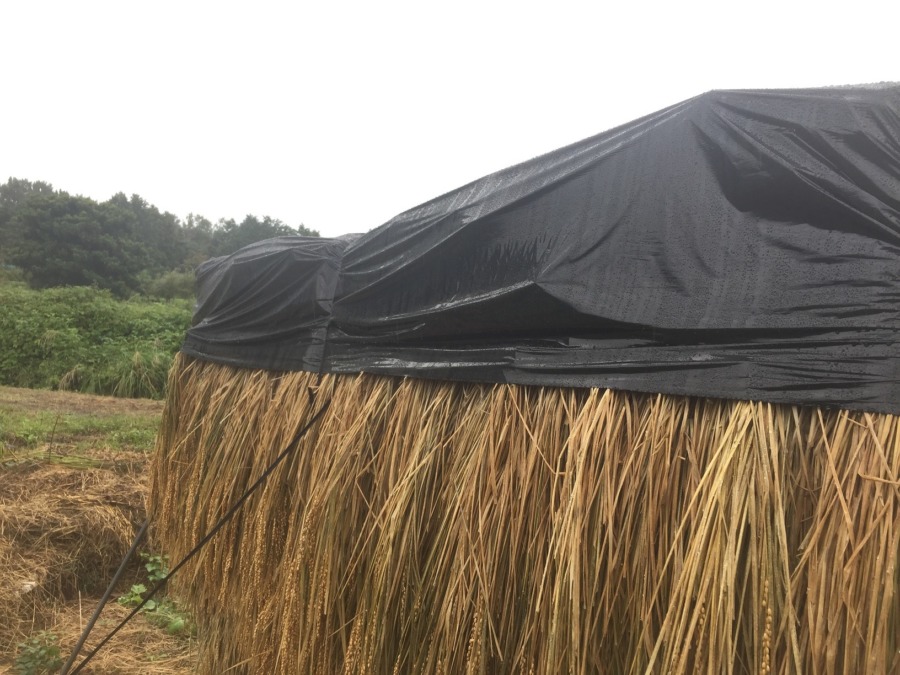 乾きたいのに雨が続くので、雨除けシートを装着。