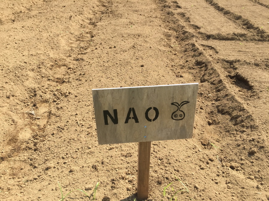 【フォト】あやめ雪ブロックの様子。