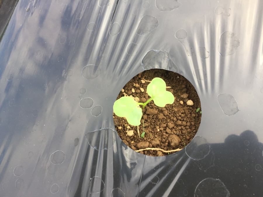 【祝】だいこん発芽！