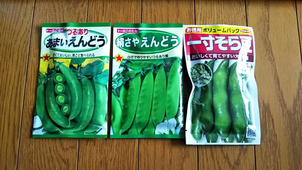 【雨の日しごと：ポット種まき】そら豆と、えんどう豆。