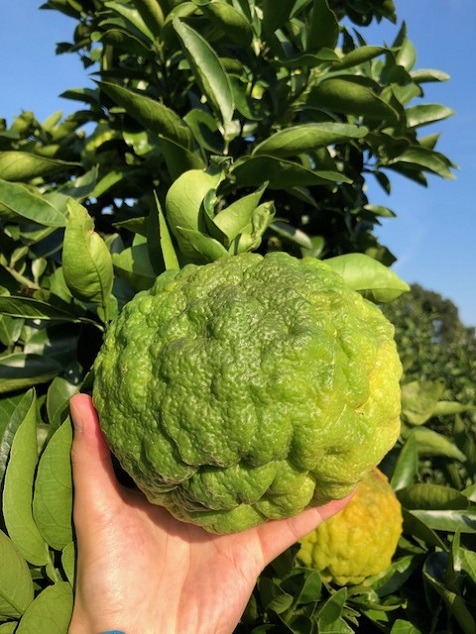 鬼柚子がこんなに大きくなりました！