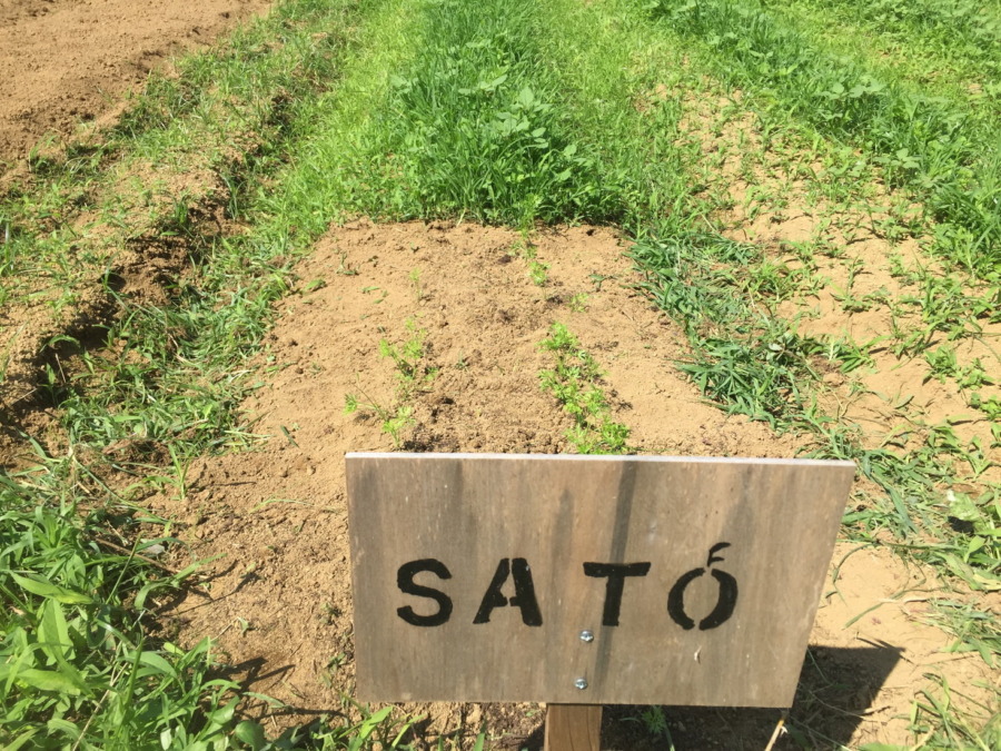 にんじんの除草とは。丁寧にお願いね♬