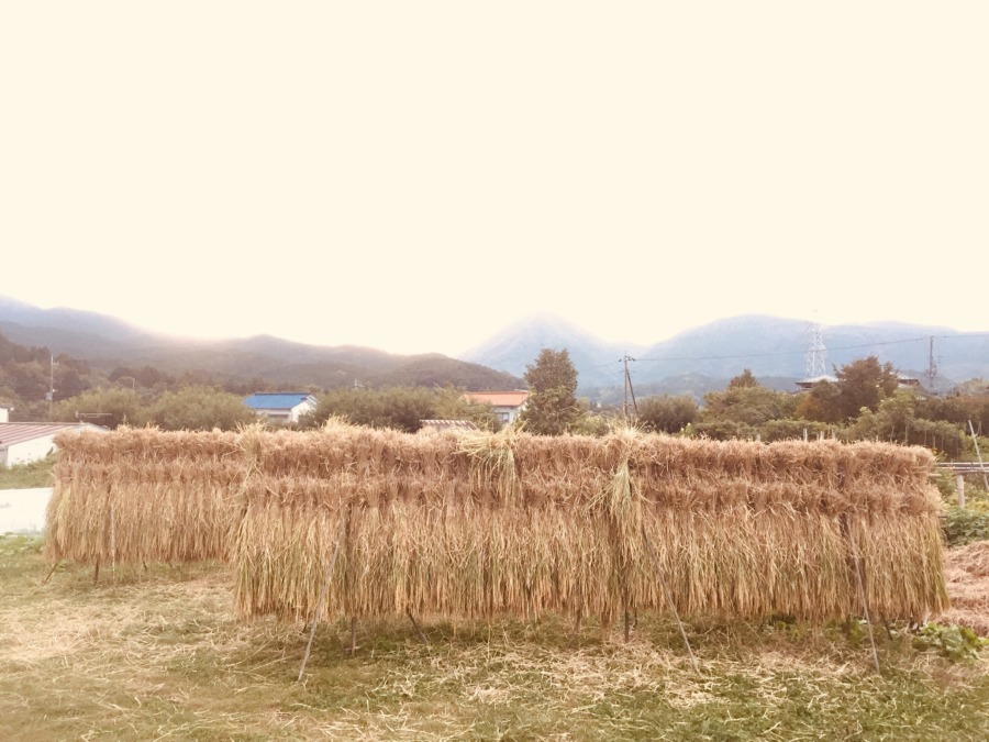 【完成】もち米を畑でかけ干し。良い風景になりました。