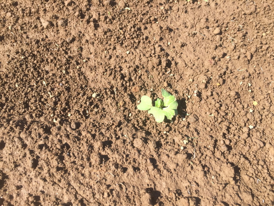 【フォト】台風一過のこかぶの様子。