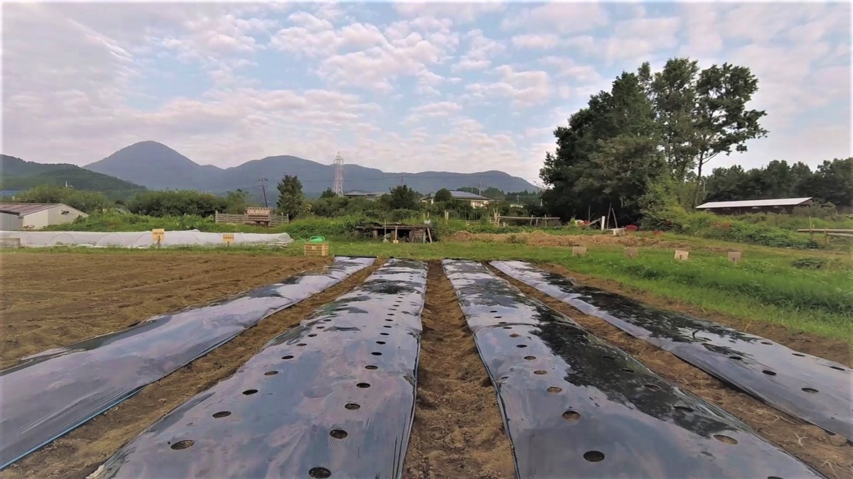 【はたけしごと】マルチング♬