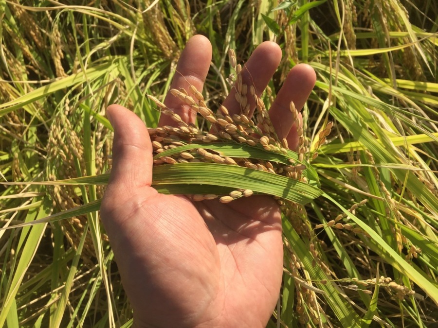 もち米のいまは、こんな感じ。