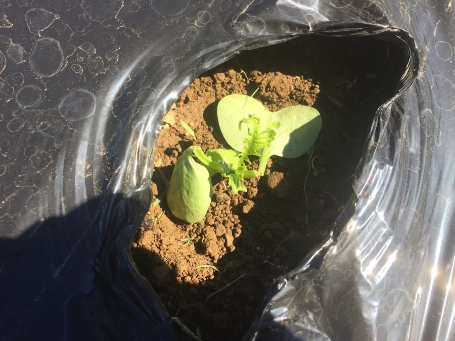 【フォト】台風一過のだいこんの様子。