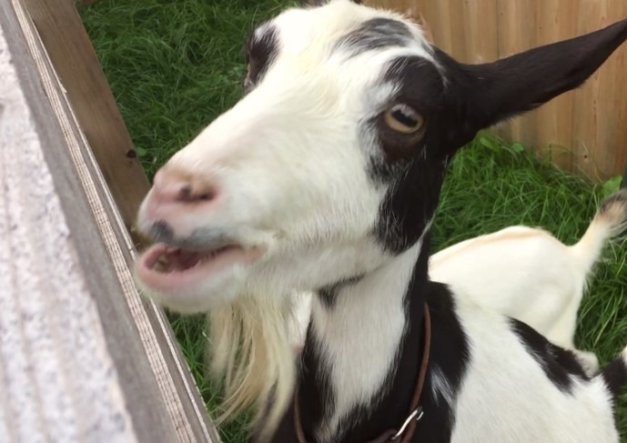 【紙芝居】やぎさん食べるの？納豆編（全15枚）