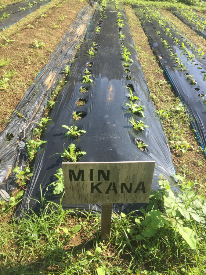 【フォト】だいこんの様子。