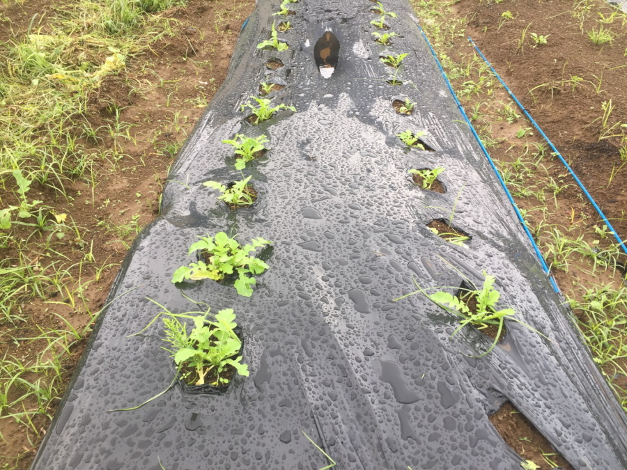 【フォト】だいこんの様子。