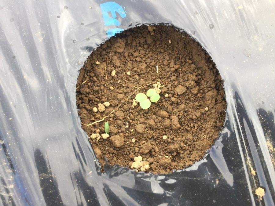 【祝】あやめ雪の発芽！