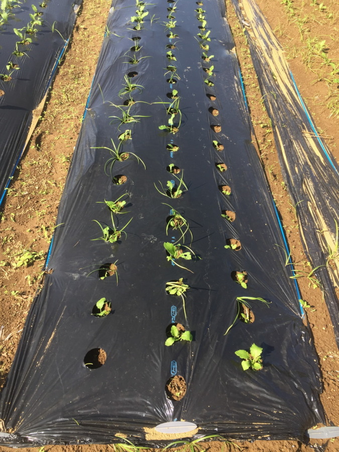 【フォト】こかぶの様子。