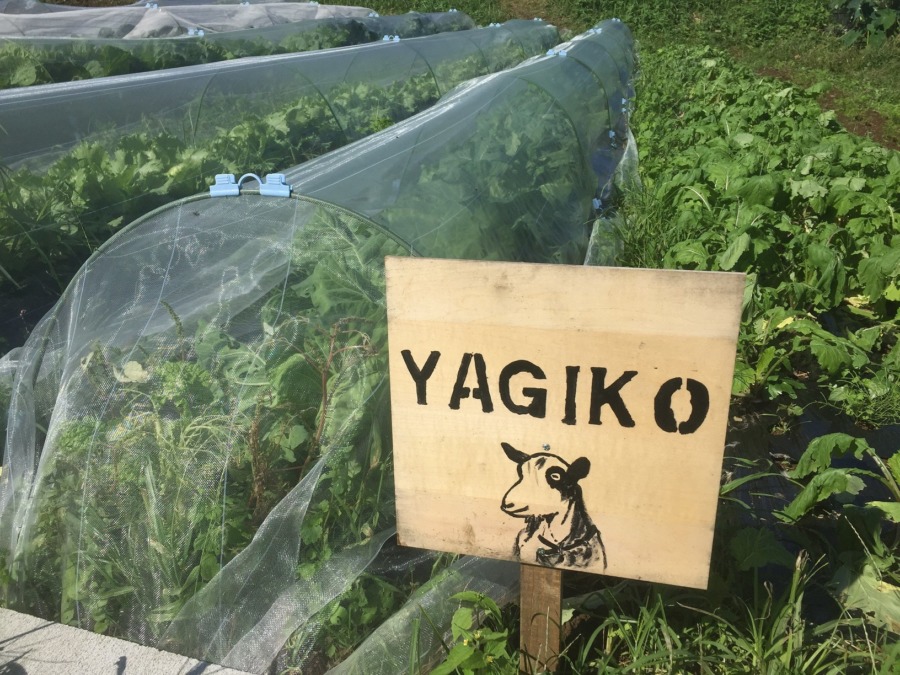 わたしのキャベツ、中はこんな感じ。