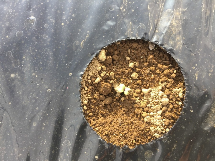 【驚き！】二日で発芽。みんなで種まきした、こかぶです。